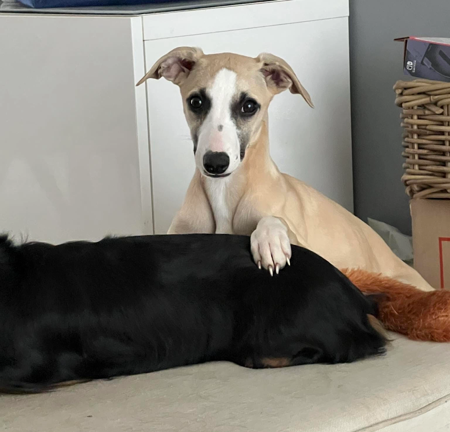 Una – Whippet des Pierres de Jade