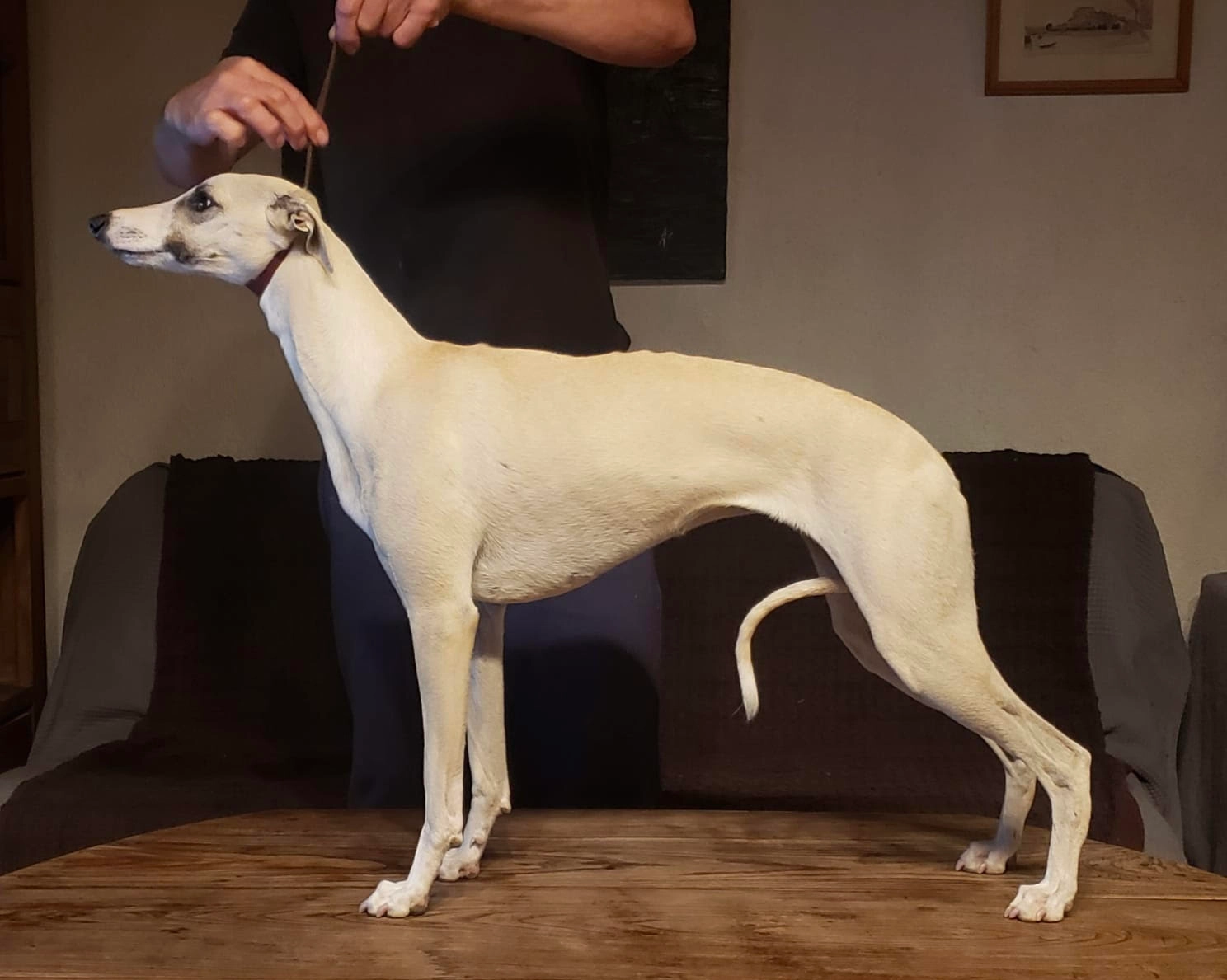 Una – Whippet de l’élevage des Pierres de Jade
