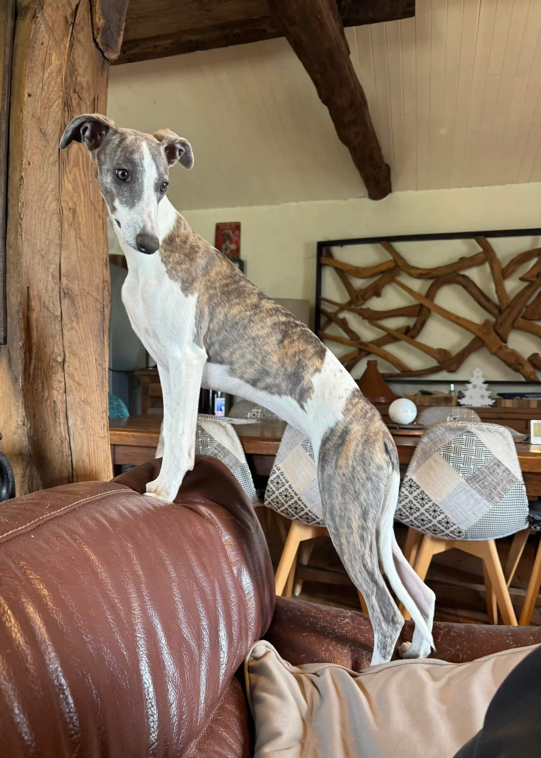 Aimy – Whippet de l’élevage des Pierres de Jade
