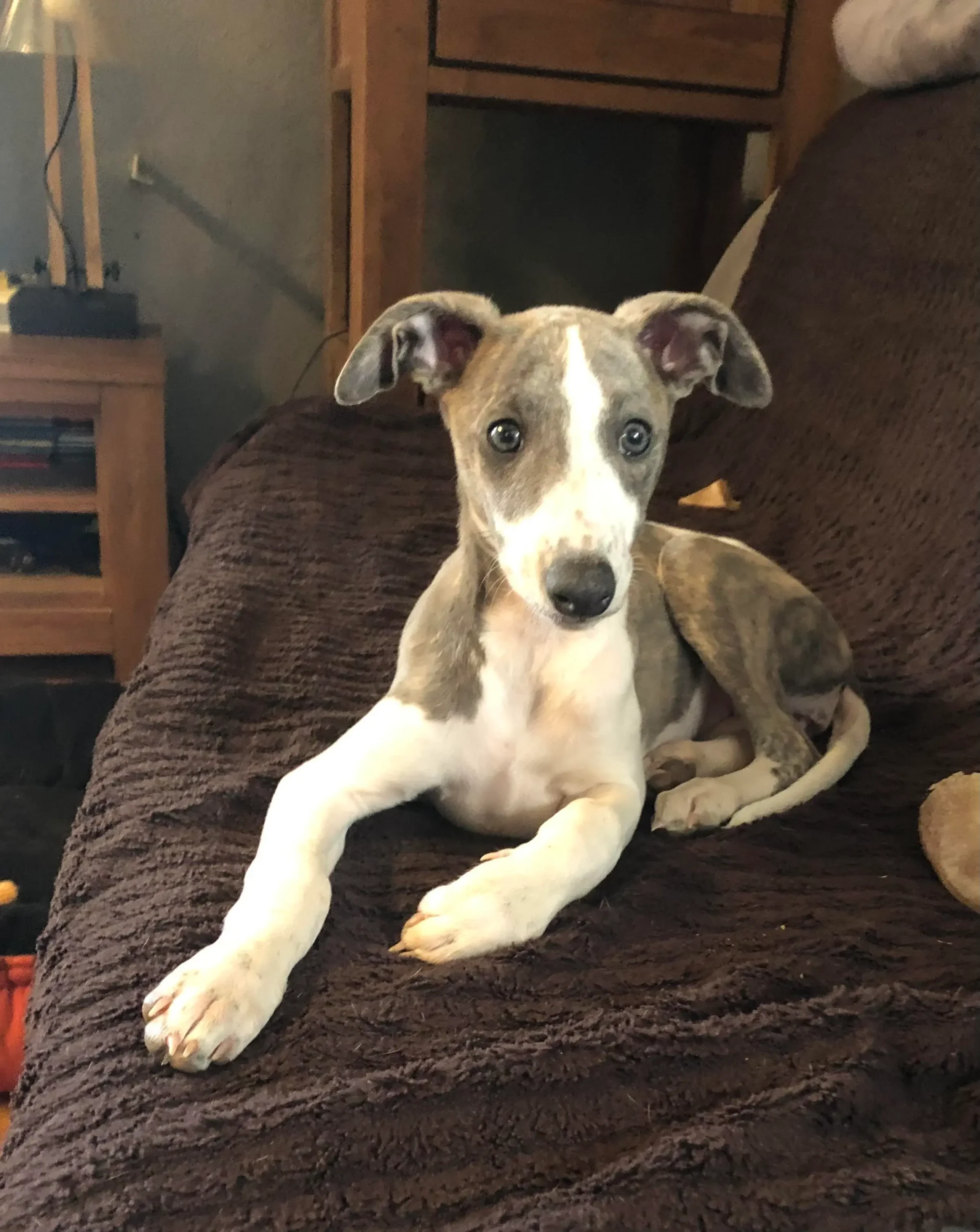 Aimy à 6 mois – Whippet