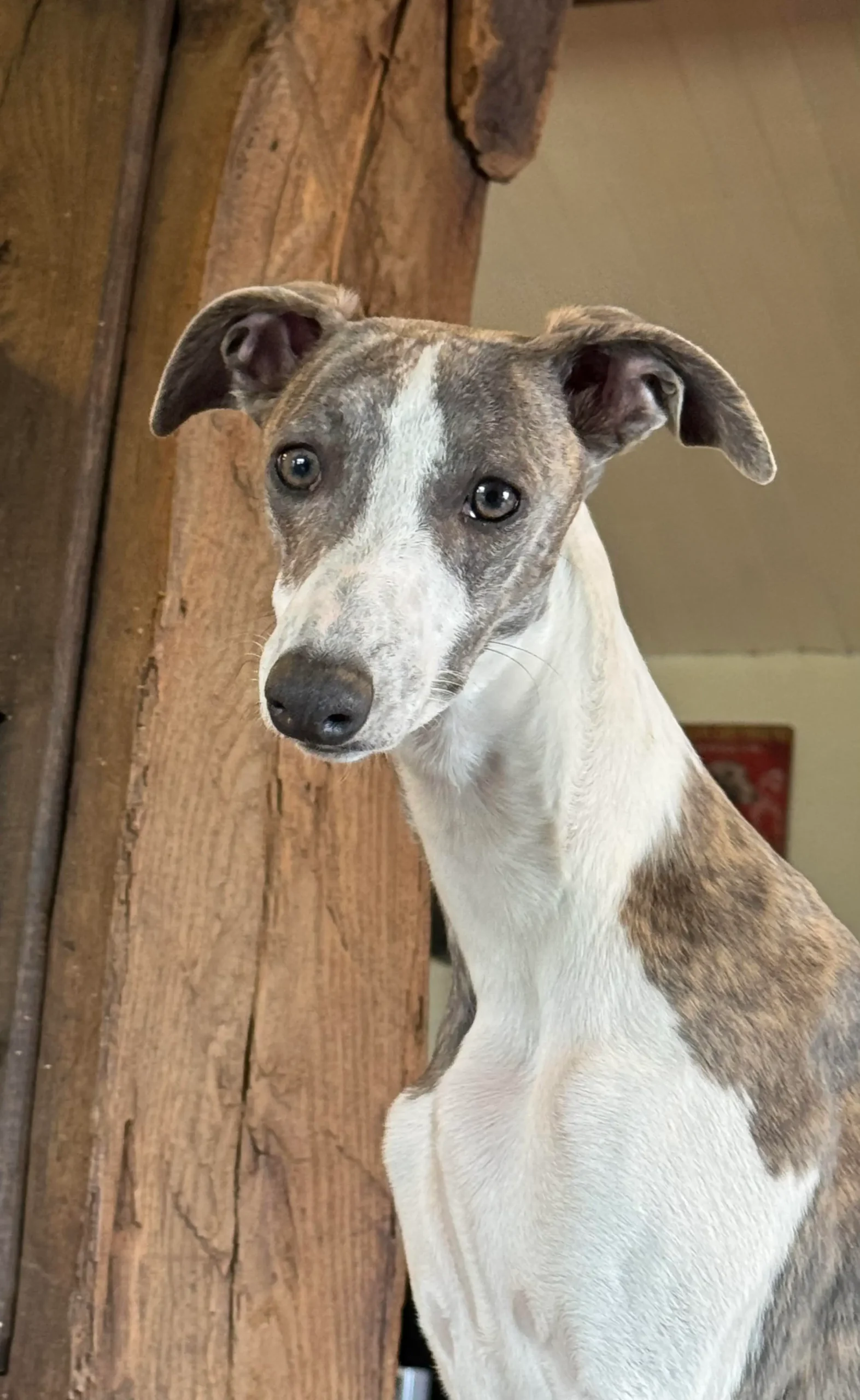 aimy portrait canapé
