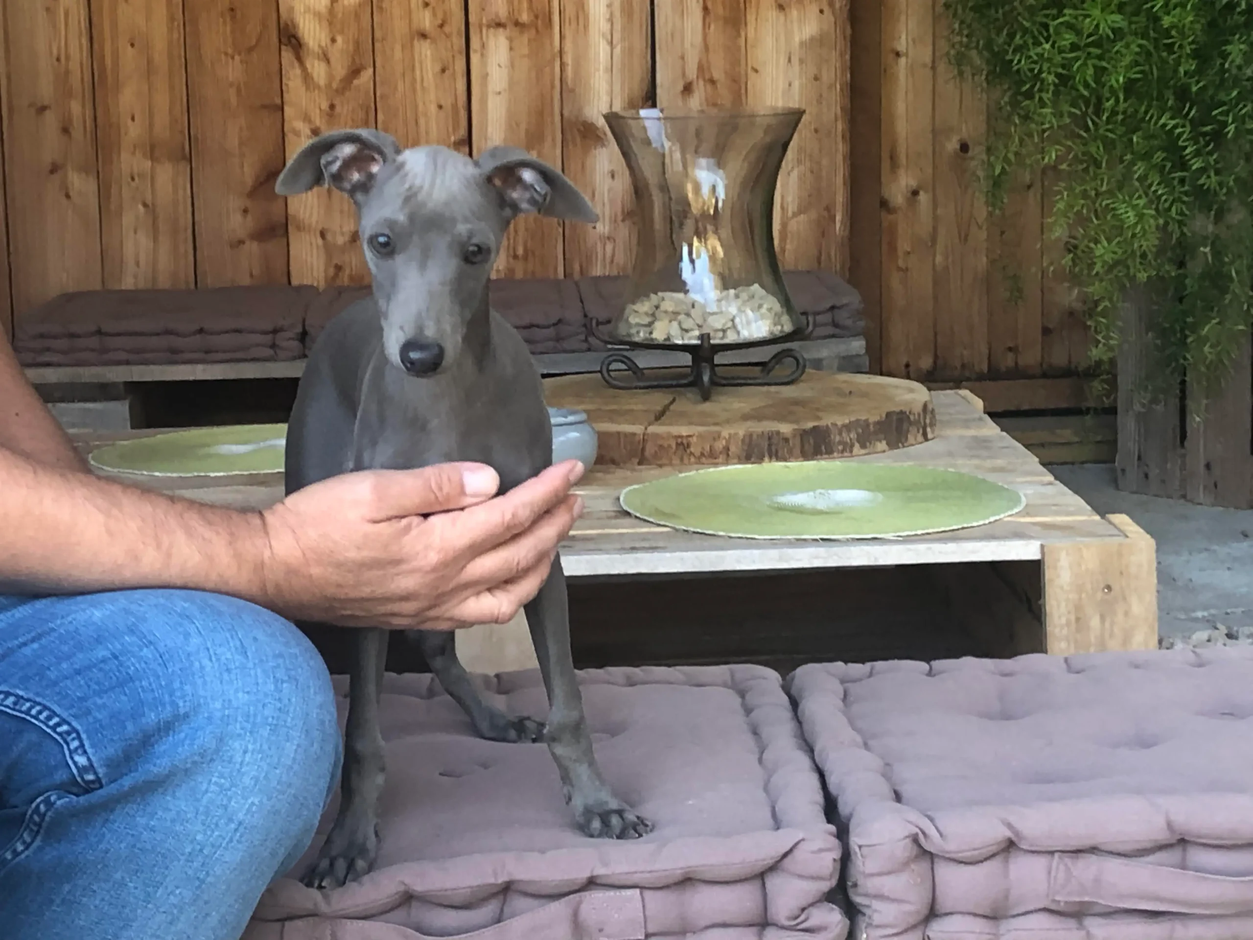 chiot pli bleu calabert PLI