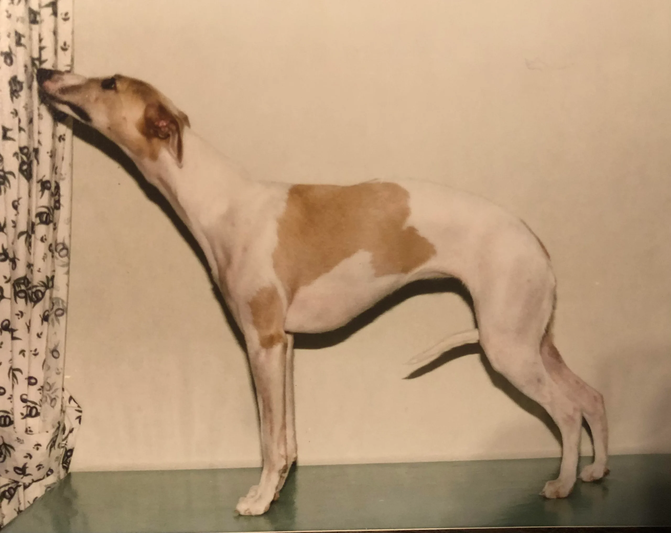 Lully – Whippet en statique