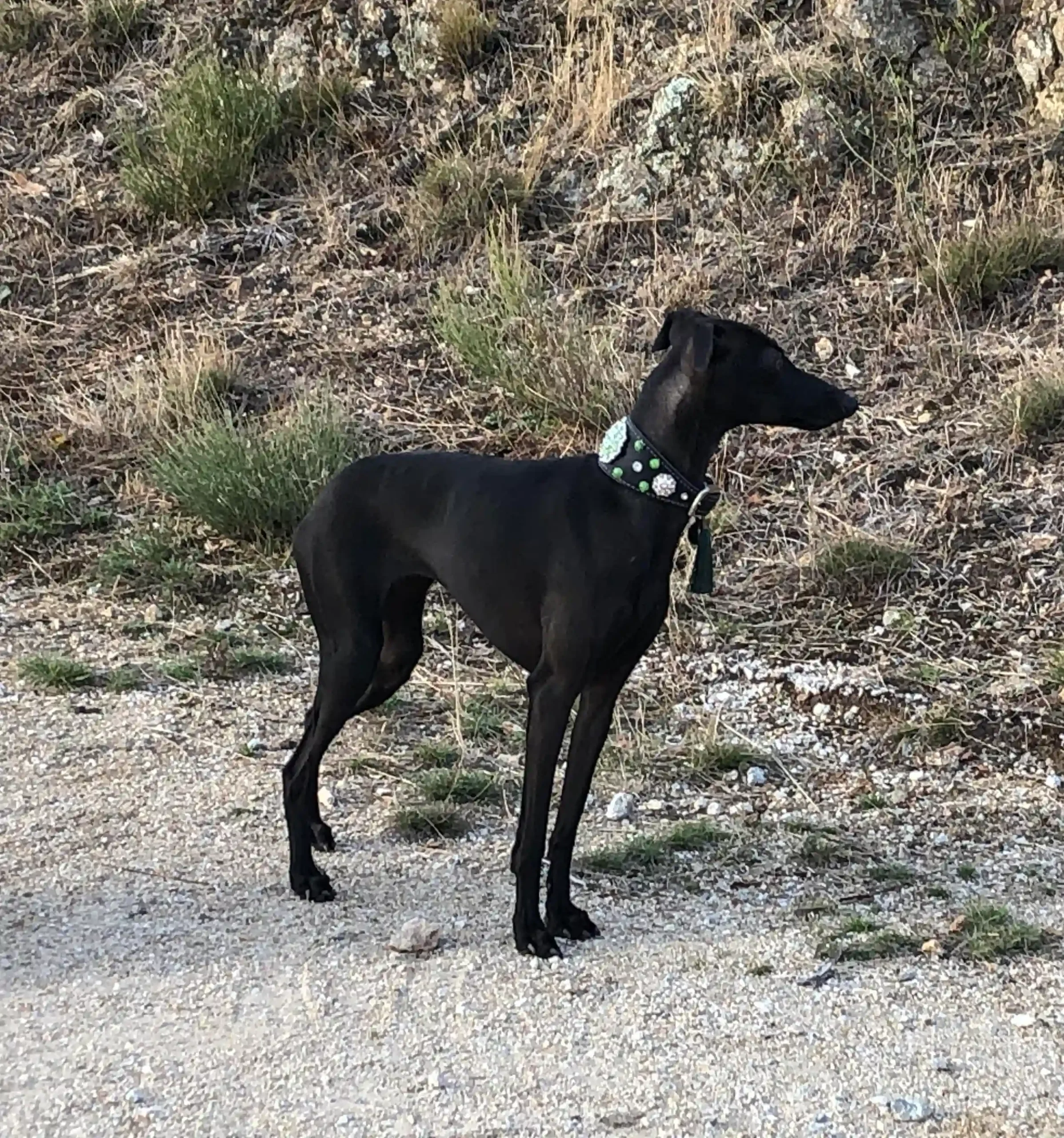 Prada – Petit Lévrier Italien