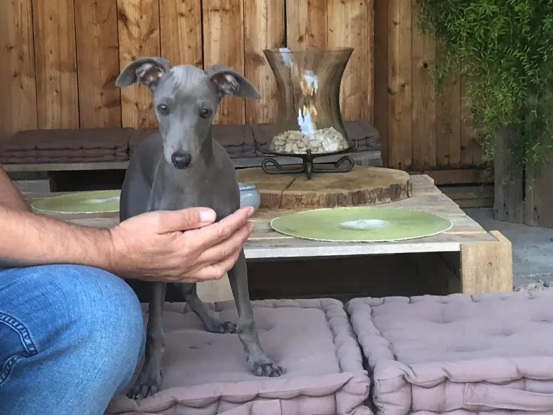 chiot pli bleu calabert