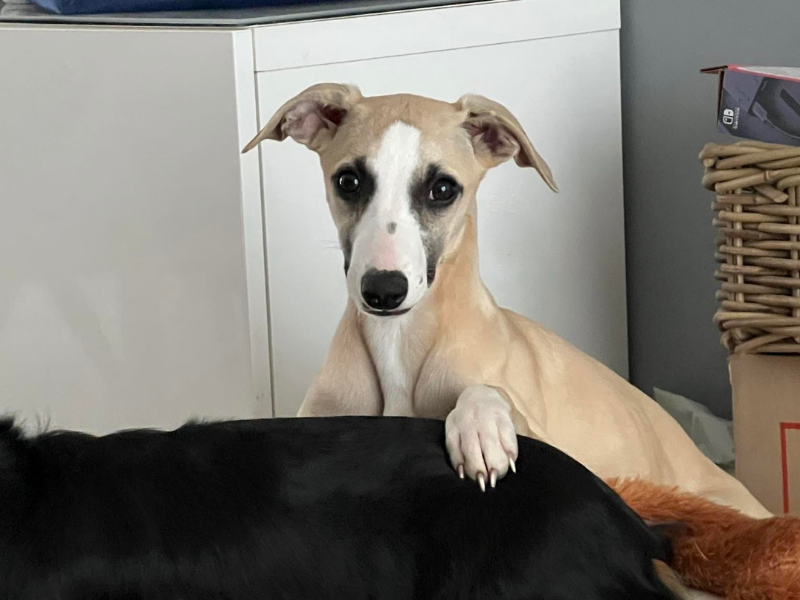 una whippet