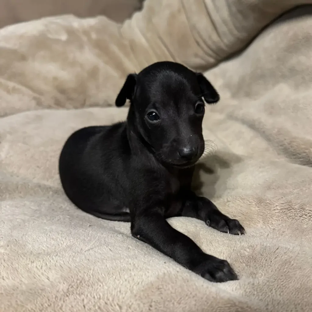 Chiot petit lévrier italien noir de l'élevage canin des pierres de jade