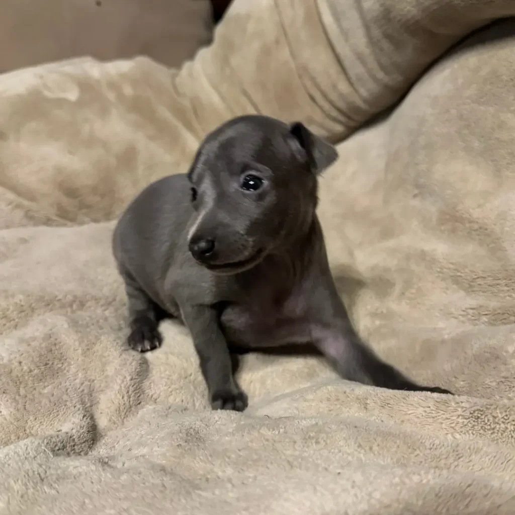 Chiot petit lévrier italien blue de l'élevage canin des pierres de jade